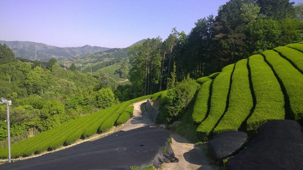 Lalani & Co: Japanese Kyoto Oolong Tea Garden
