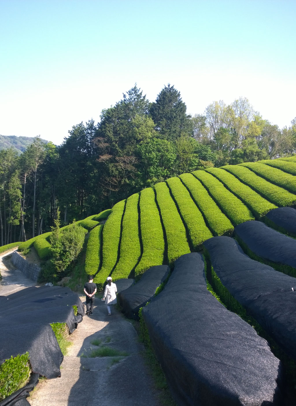 Lalani & Co London: Matcha tea garden Japan