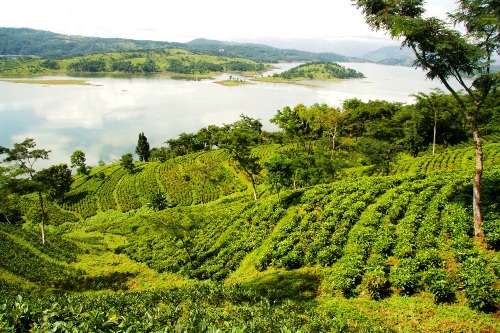 Lalani & Co: LaKyrsiew Tea Garden