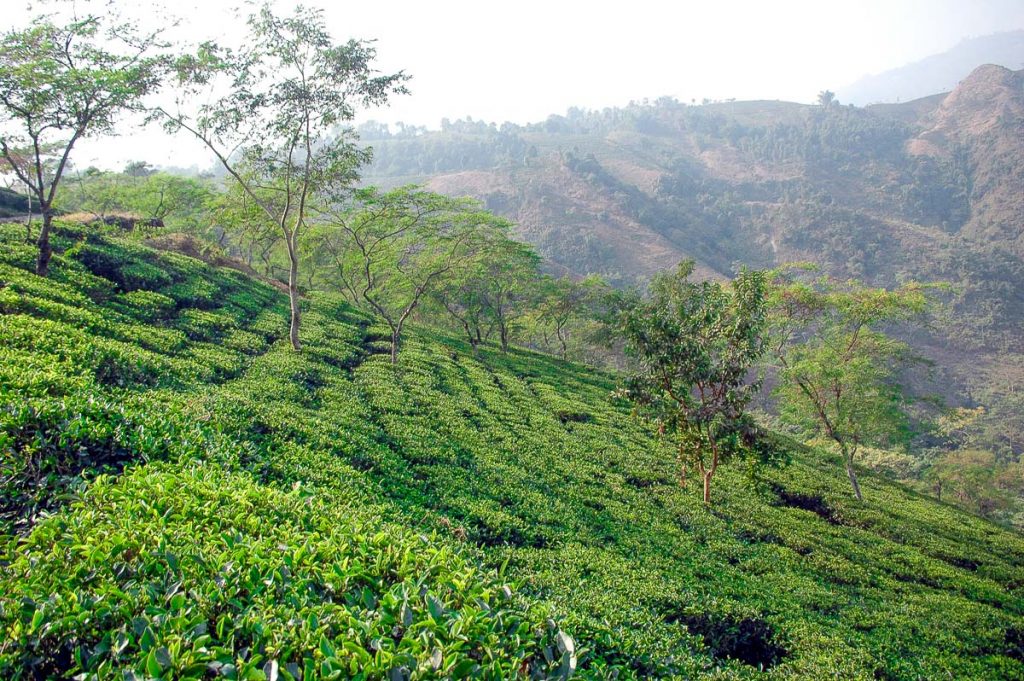 Lalani & Co: Rohini Tea Garden