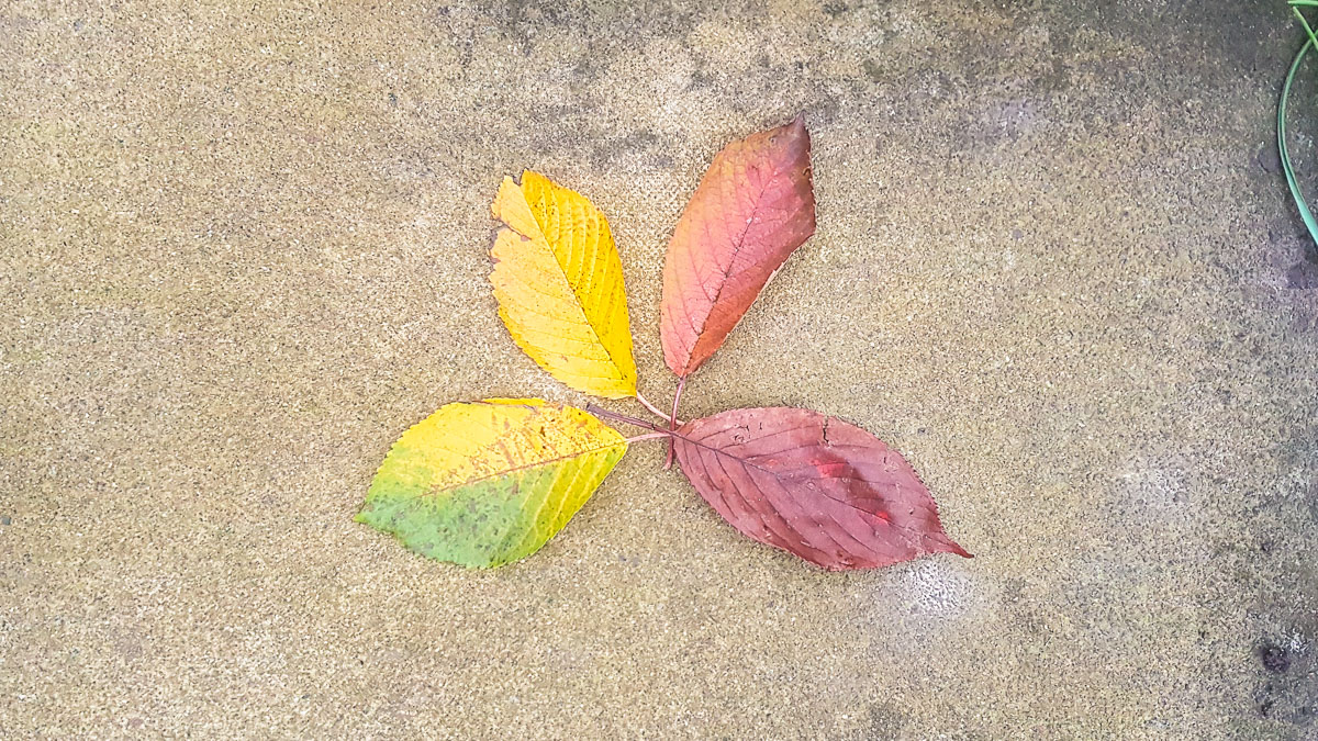 Lalani & Co: Autumn Leaves