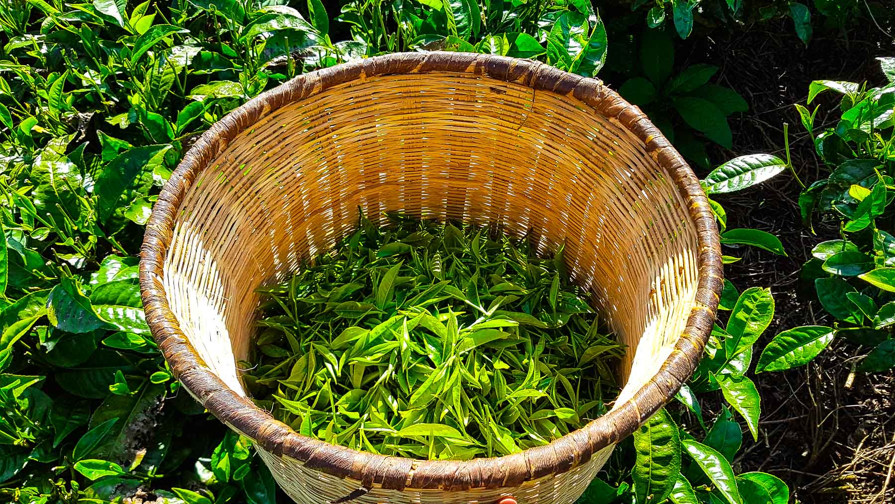Lalani & Co: Picked tea leaves Kenya