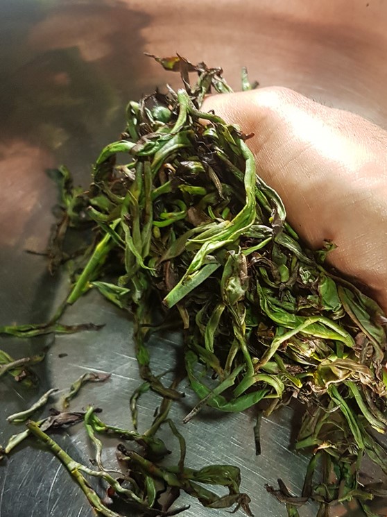 Lalani & Co: Hand rolling teas Kenya